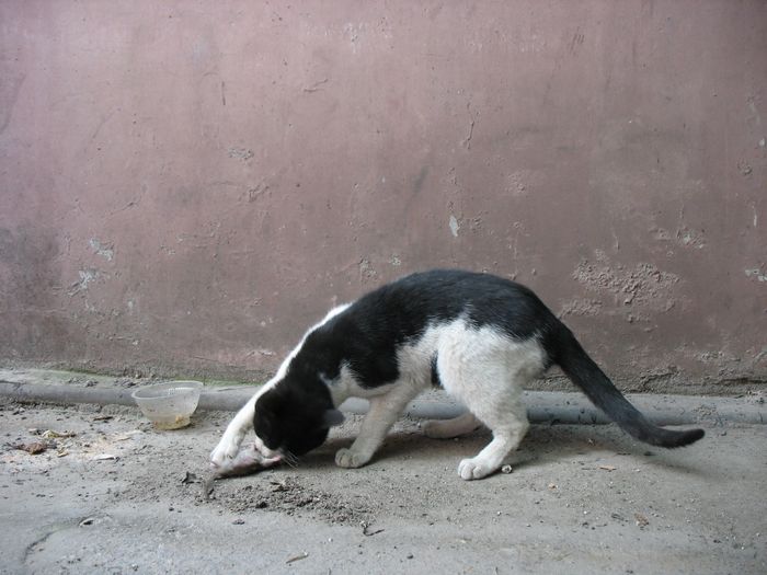 猫抓老鼠游戏之二 (共p)