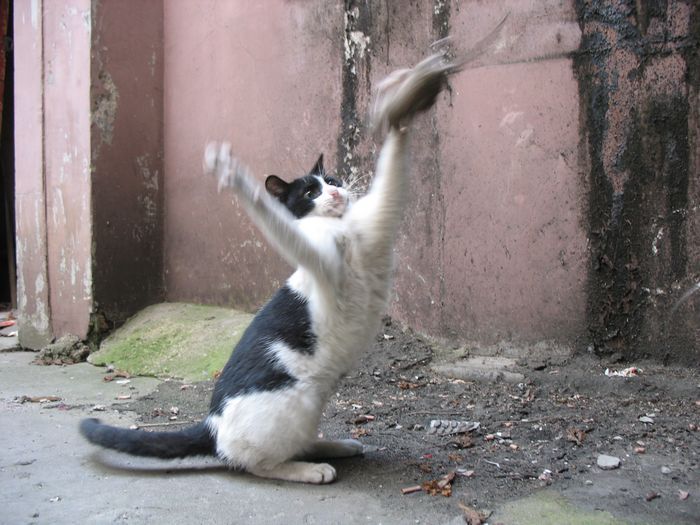 【猫抓老鼠游戏之二摄影图片】单位纪实摄影