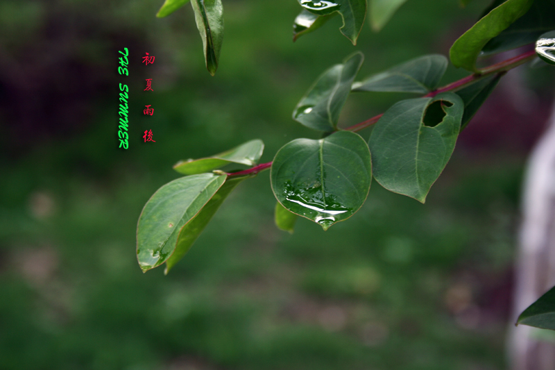 初夏雨后!