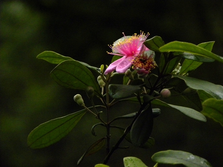 山稔花