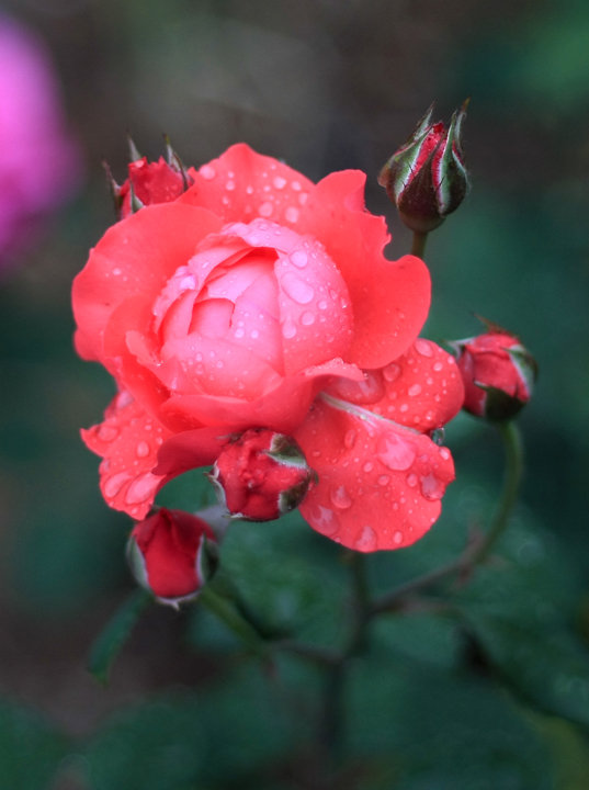 雨带芳香花带泪