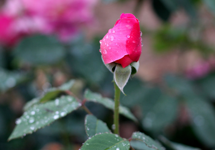 雨带芳香花带泪