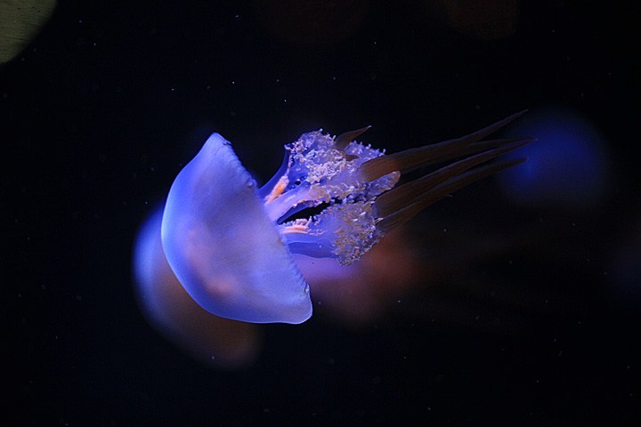 太平洋水母