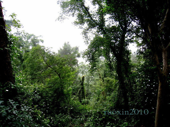 【热带雨林摄影图片】广西生态摄影_美丽新视界_电脑