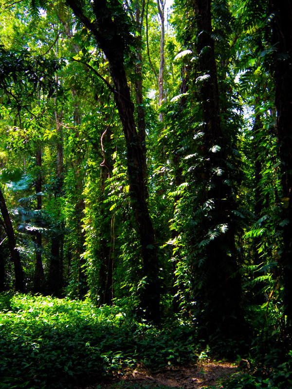 【树林与林间小道----华南植物园随拍摄影图片】华南植物园风光摄影_太平洋电脑网摄影部落