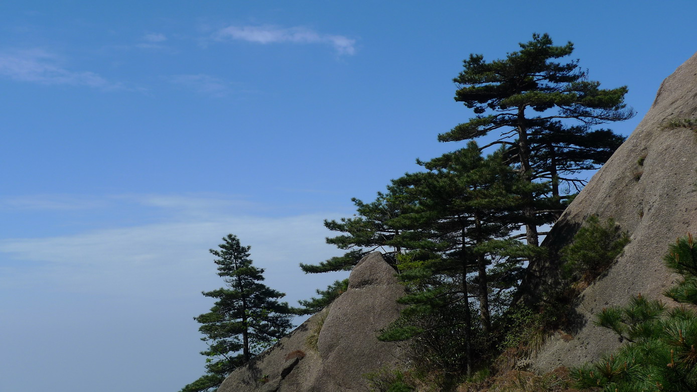 黄山的松树[1]