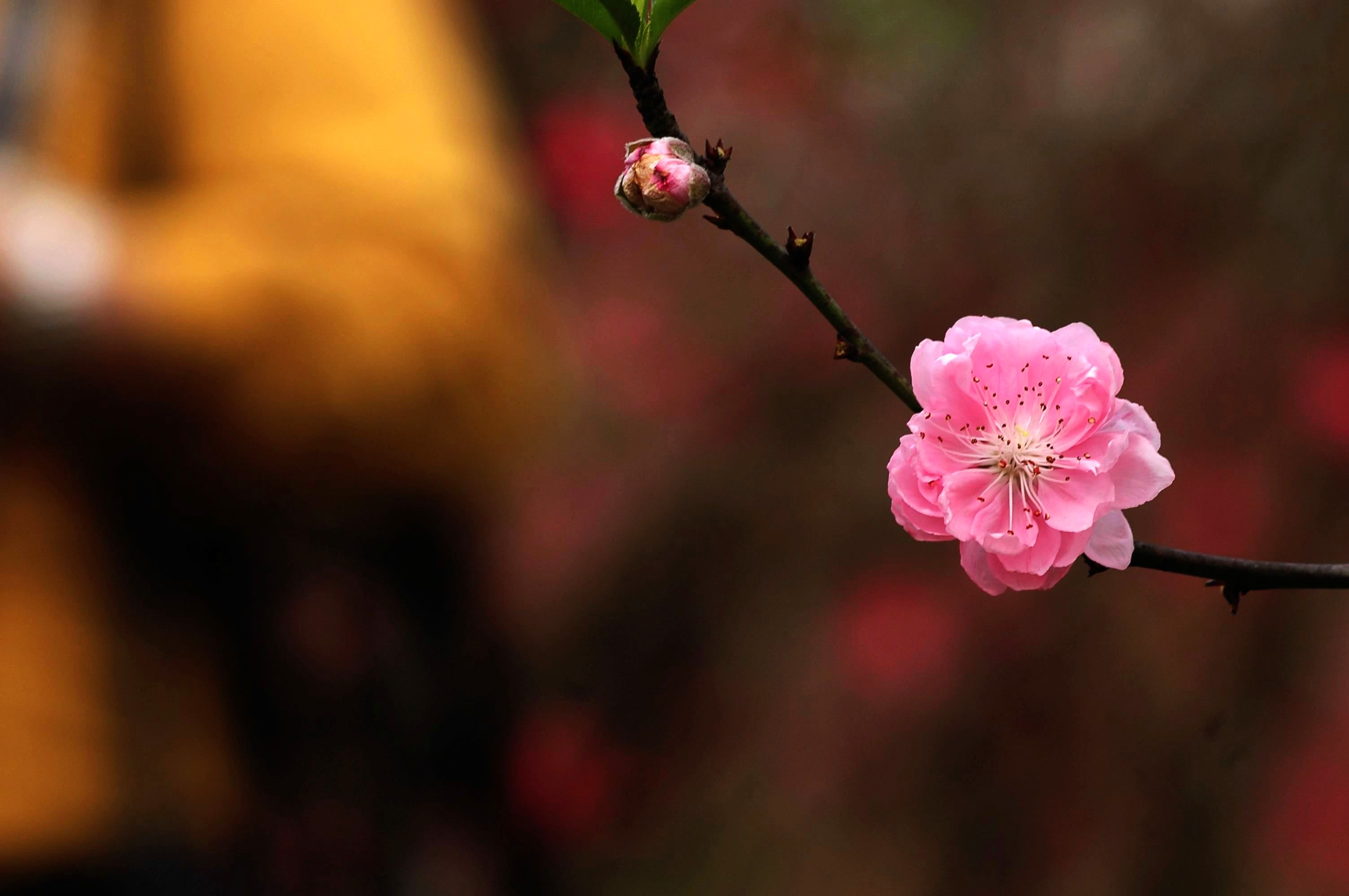 【桃花摄影图片】桃花涧生态摄影_冰虹花_太平洋电脑