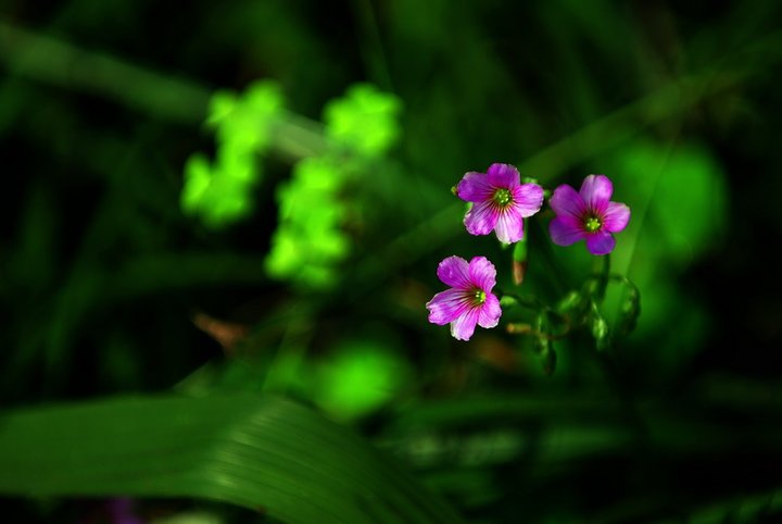 野花野草