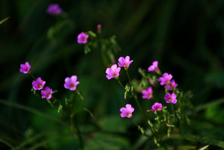 野花野草