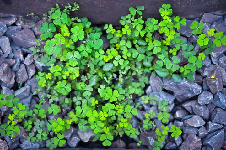 野花野草