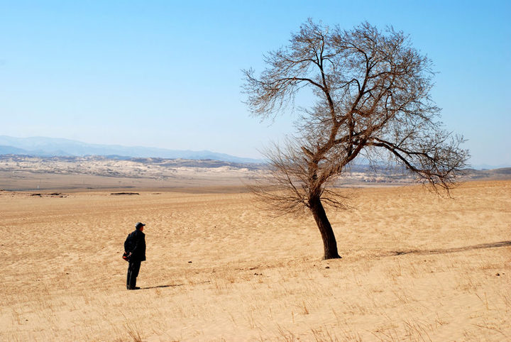 【好大一棵树摄影图片】内蒙古纪实摄影
