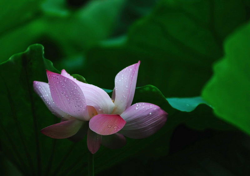 荷花带雨