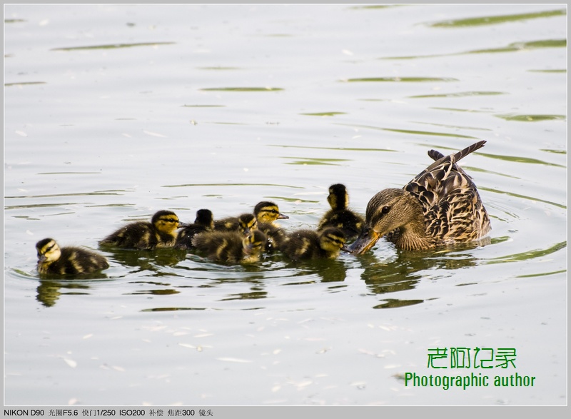 【小鸭子学游泳摄影图片】北京生态摄影