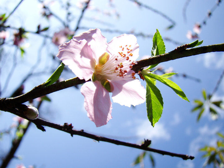 二月桃花