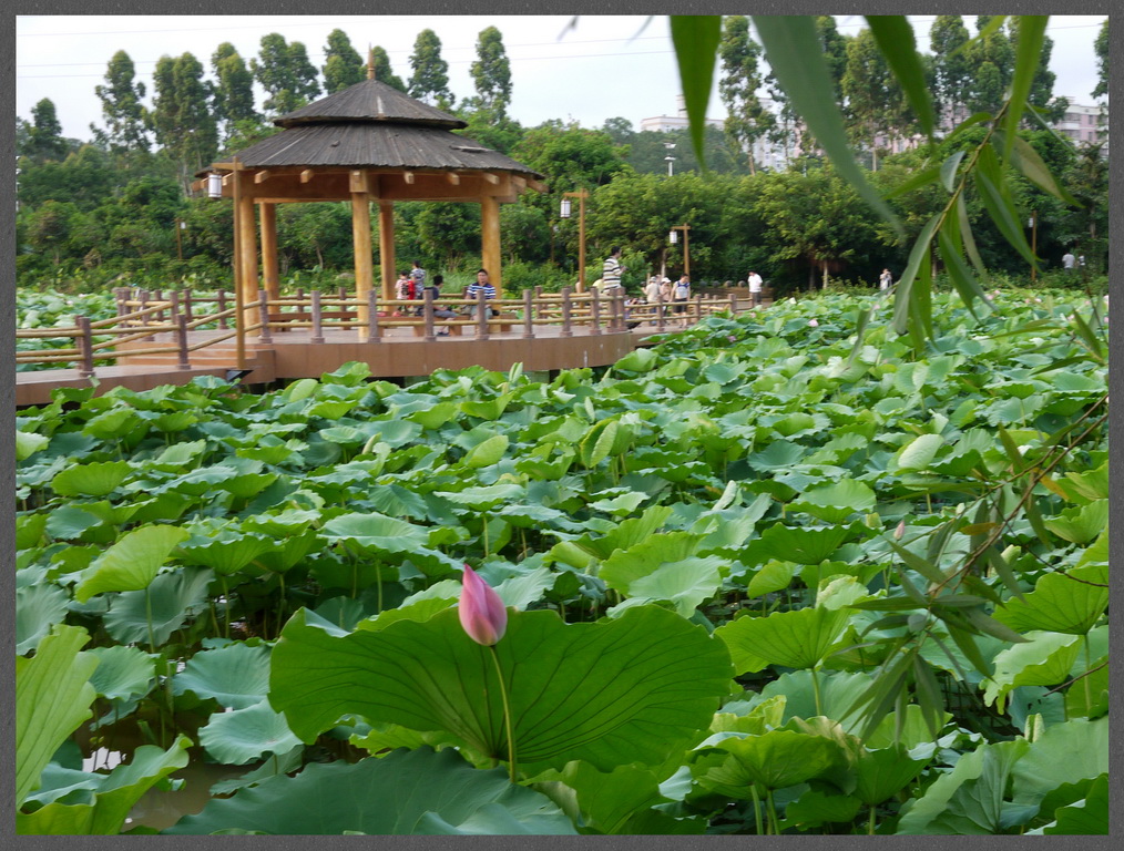 湛江湿地公园荷花