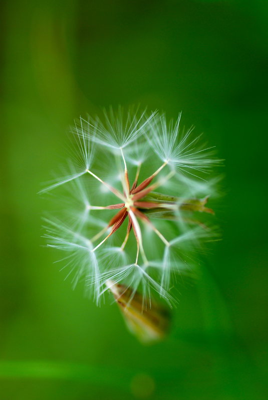 花自飘零