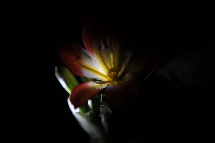 家中手电光下的君子兰摄影图片】家中生态摄影