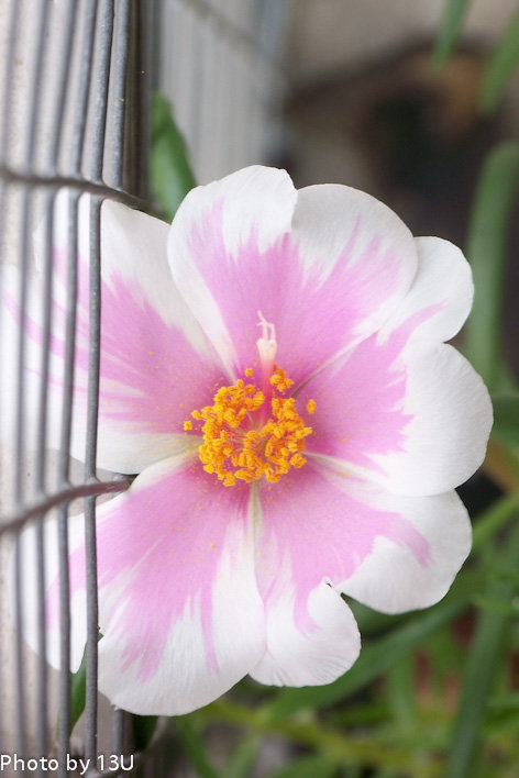 午时花