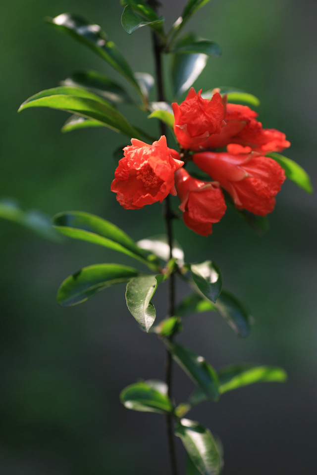 石榴花红