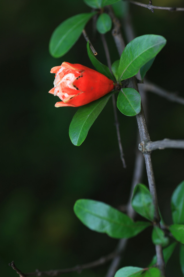 石榴花红