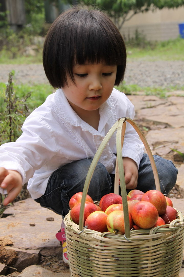 【肥西聚星湖生态庄园里摘油桃的小女孩!摄影