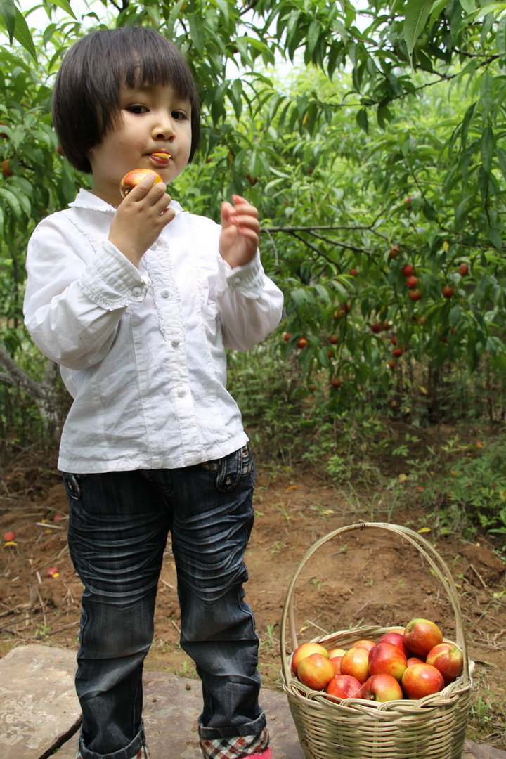 【肥西聚星湖生态庄园里摘油桃的小女孩!摄影