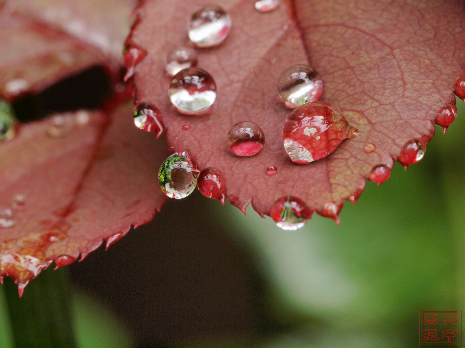 2010端阳雨露