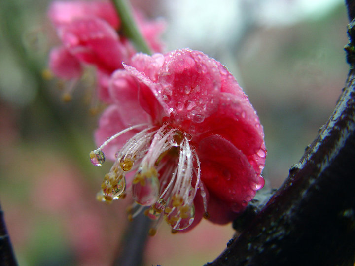 雨中的梅花