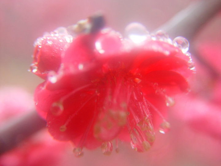 雨中的梅花