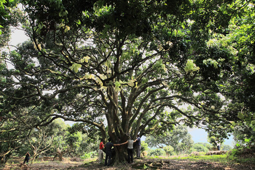 【百年荔枝树摄影图片】从化温泉镇生态摄影_