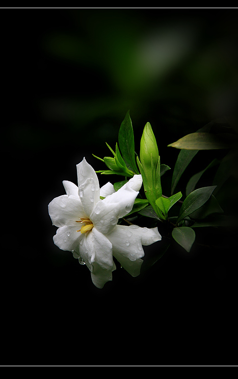 【栀子花开摄影图片】花卉园生态摄影_太平洋电脑网