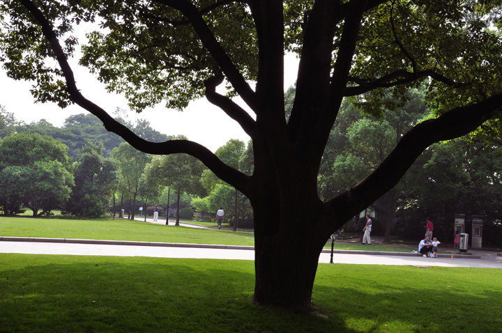 【美丽而幽静的上海龙华烈士陵园摄影图片】上