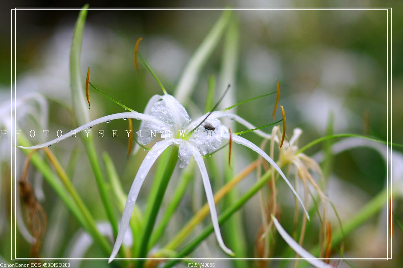 雨花- 佳能 eos 450d 样张 - pconline数码相机样张库