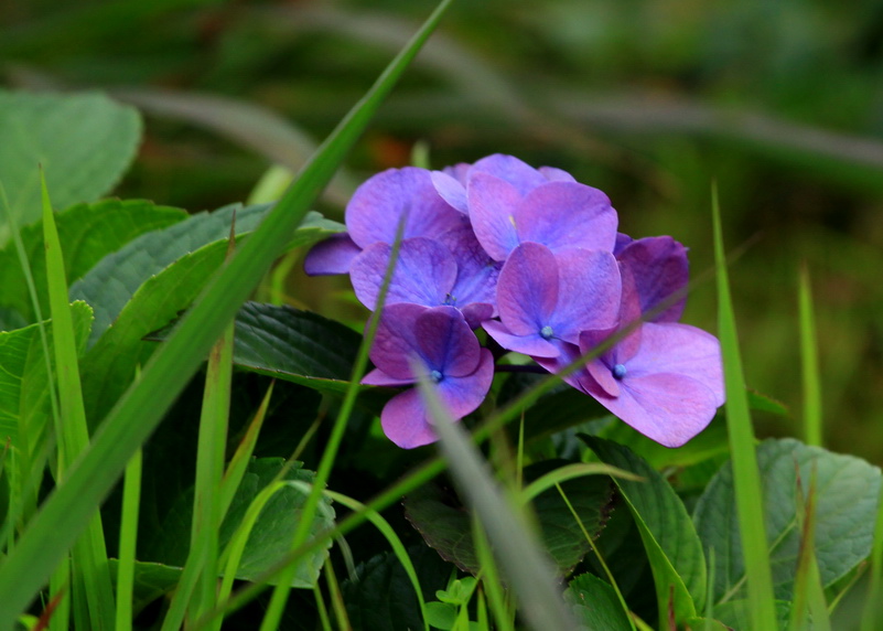 从化最美乡村·花草