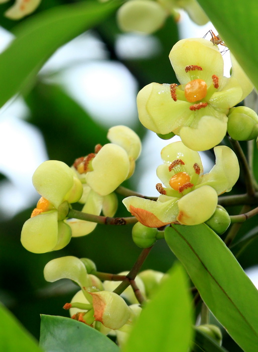 从化最美乡村·花草