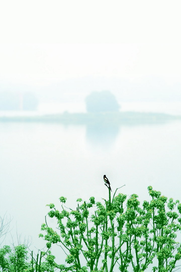 【静谧知音湖摄影图片】武汉市知音湖风光摄影