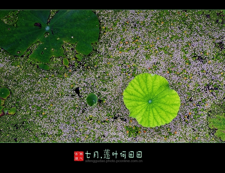 莲叶何田田