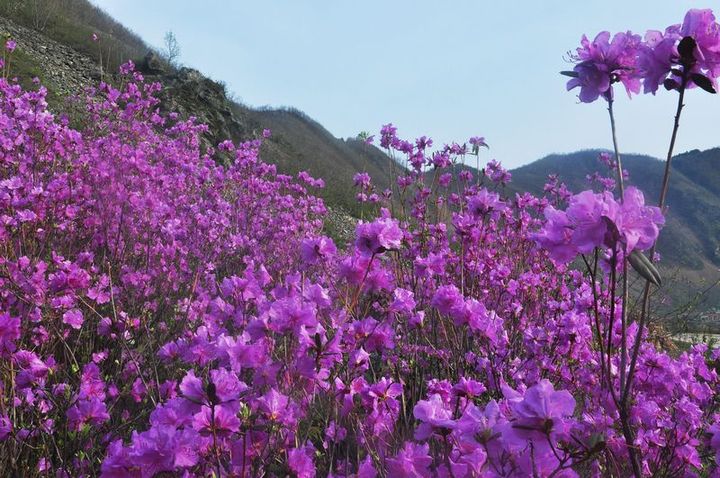 山花烂漫--映山红