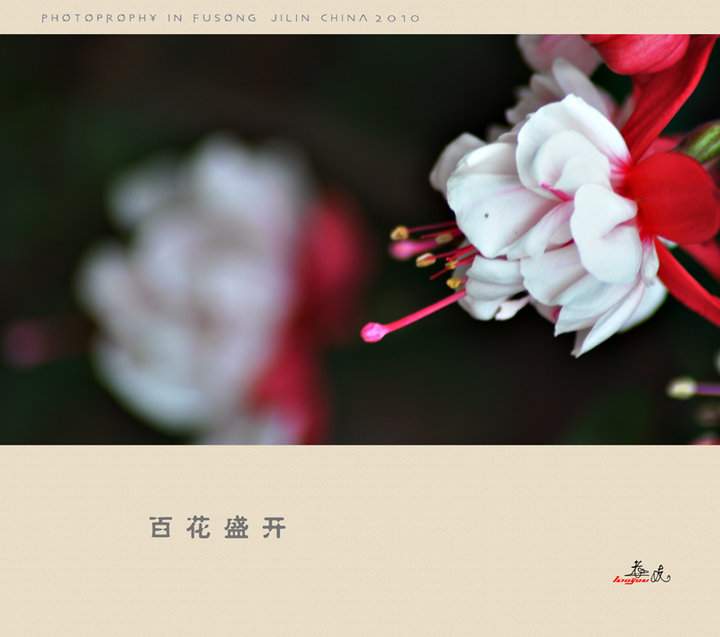 百花盛开