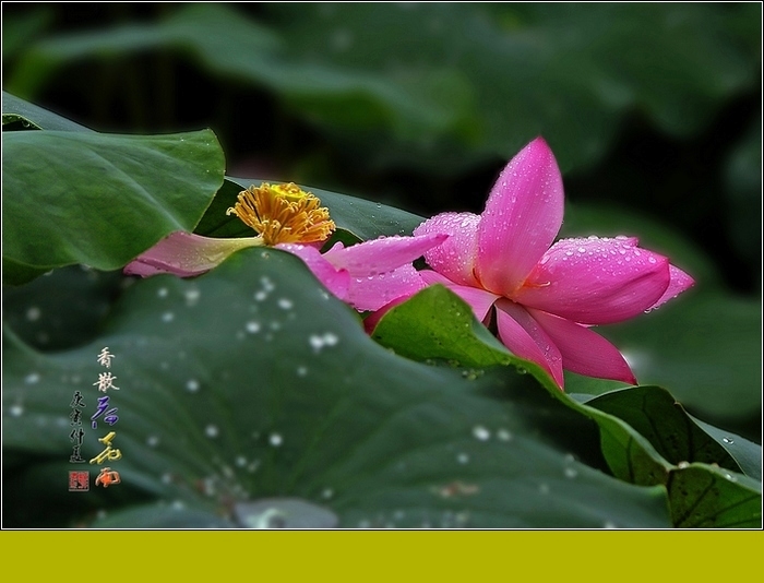 香散荷花雨—雨中拍荷