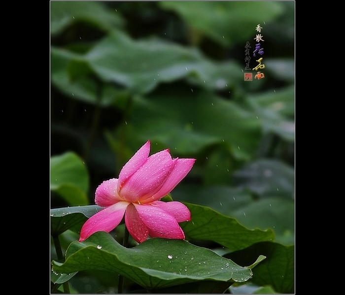 香散荷花雨——雨中拍荷