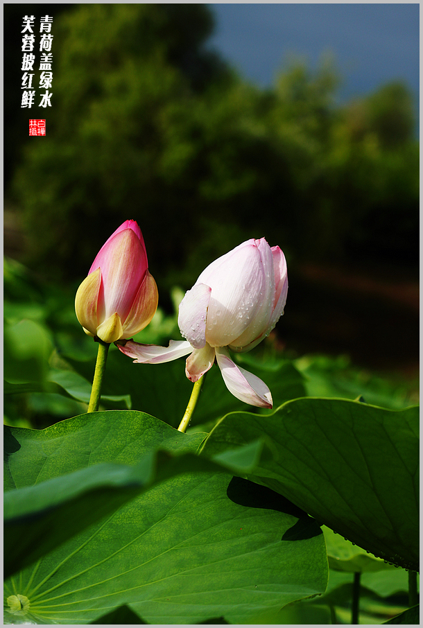 青荷绿水,芙蓉红鲜