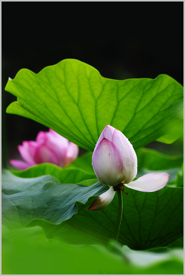 青荷绿水芙蓉红鲜