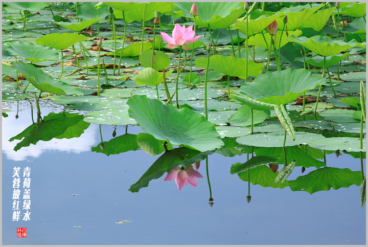 青荷绿水芙蓉红鲜