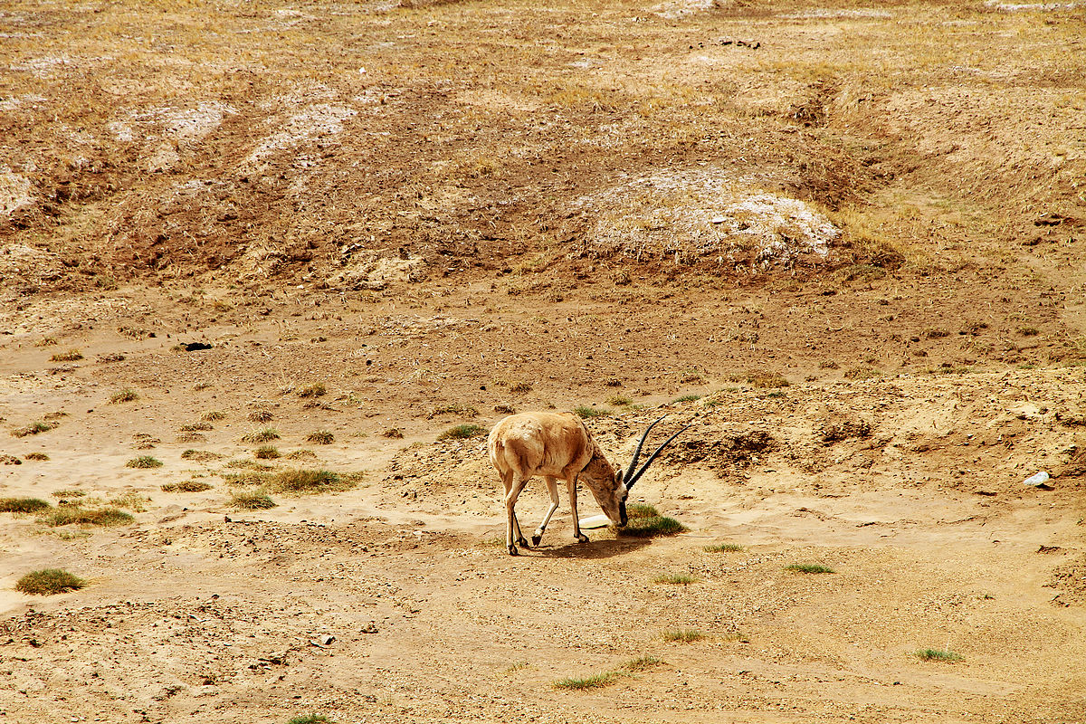我们为什么要称呼普氏原羚为“中华对角羚” - 中国自然保护区生物标本资源共享平台