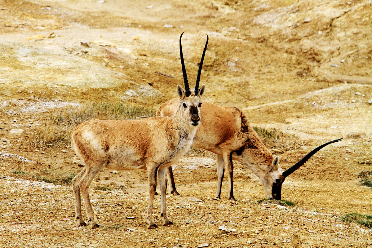 保护得力 藏羚羊摘掉“受威胁物种”帽子 | 国际生物多样性计划中国委员会