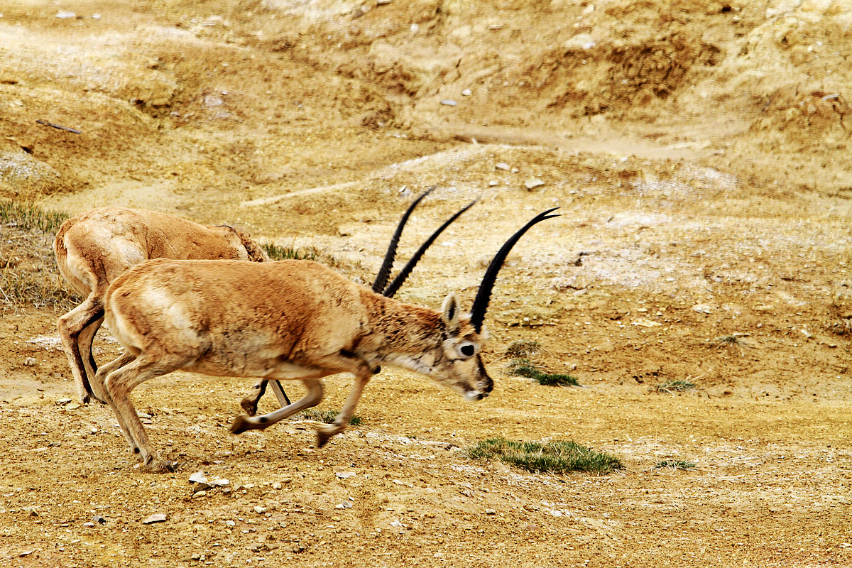 可可西里的藏羚羊_生态_颇可,动物,草原,高原,野生动物