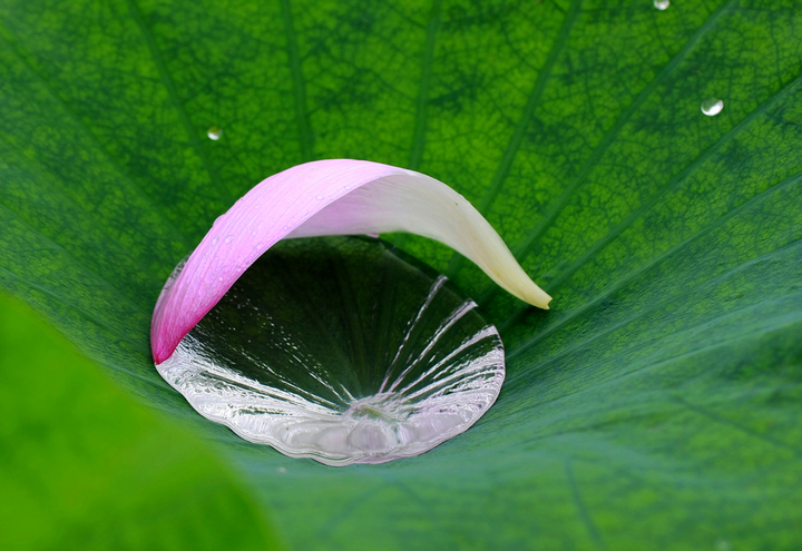 雨后荷花瓣