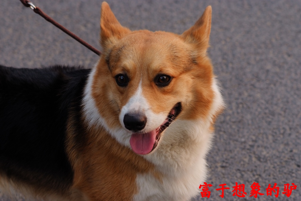 传说中的英女王宠物无尾苏格兰超级小猎犬非常名贵!
