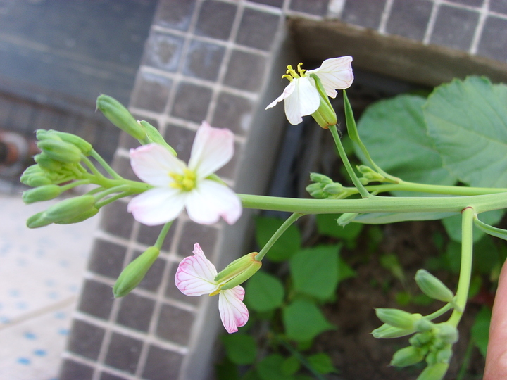 水萝卜花